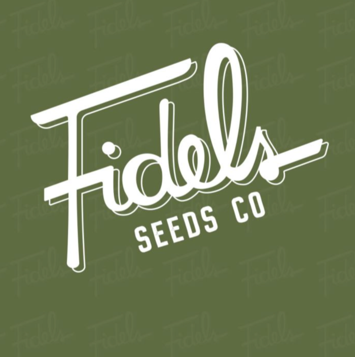 Fidels Seeds/Graines - Garlic Grapes Regular (X12)
