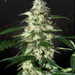 Green House Graine Auto - Skunk