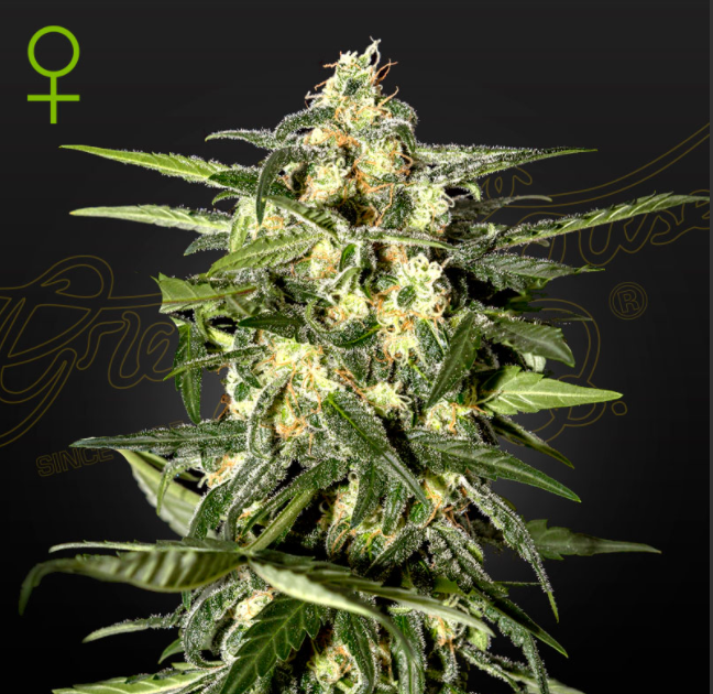 Green House - Jack Herer Graine Auto Féminisée