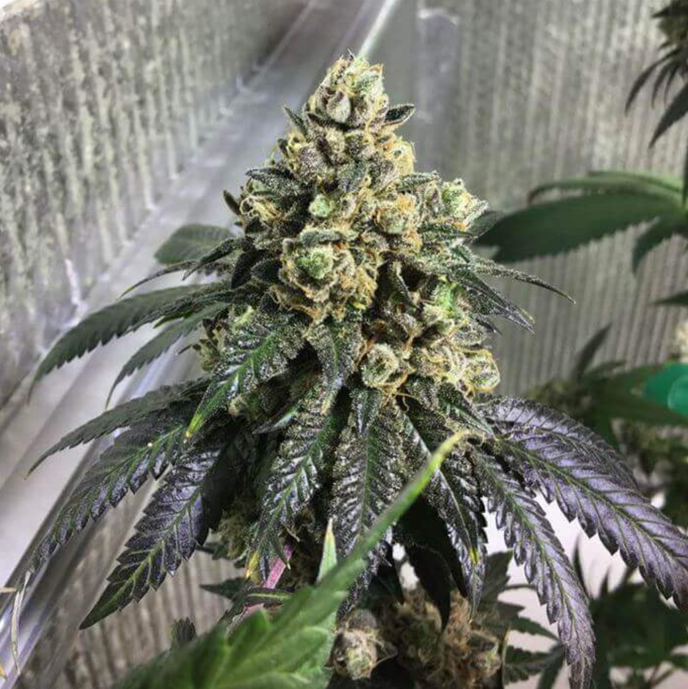 Karma Genetics Graines Regulières - Sherb Biker (x12)