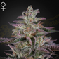 Green House - Banana Krumble (Banana Punch x OG Kush) Feminised 5 Seeds/Graines