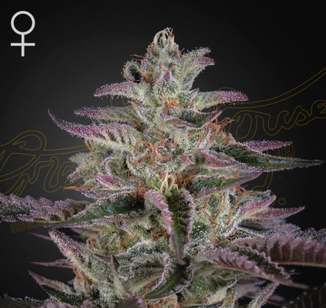 Green House - Banana Krumble (Banana Punch x OG Kush) Feminised 5 Seeds/Graines